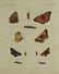 Bertuch. Butterflies and Moths. 1798-1833. - 8