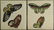 Bertuch. Butterflies and Moths. 1798-1833. - 9
