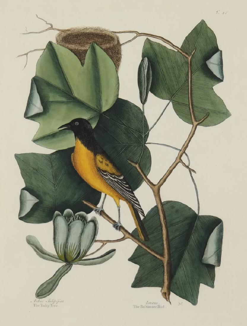 Mark Catesby. Baltimore Bird. 1771.: [Ornithology] Catesby, Mark (British, 1683-1749). "Baltimore Bird." Hand colored copper plate engraving on laid paper. Plate 48 from "The Natural History of Carolina, Florida and the Bahama Islands."