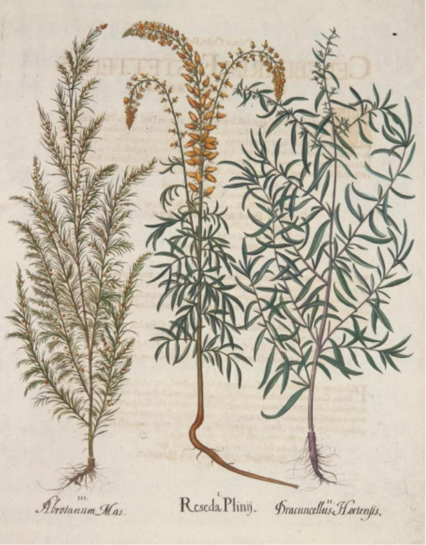 Besler. Hand Colored Botanical Print. 1613-1640.: Besler, Basilius (German, 1561-1629). Hand-colored floral engraving. From 'Hortus Eystettensis.' Nuremberg and Eichstatt: 1613, 1640. Reseda Plinii; Dracuncellus Hortensis; Abrotanum Mas. Sheet size: 