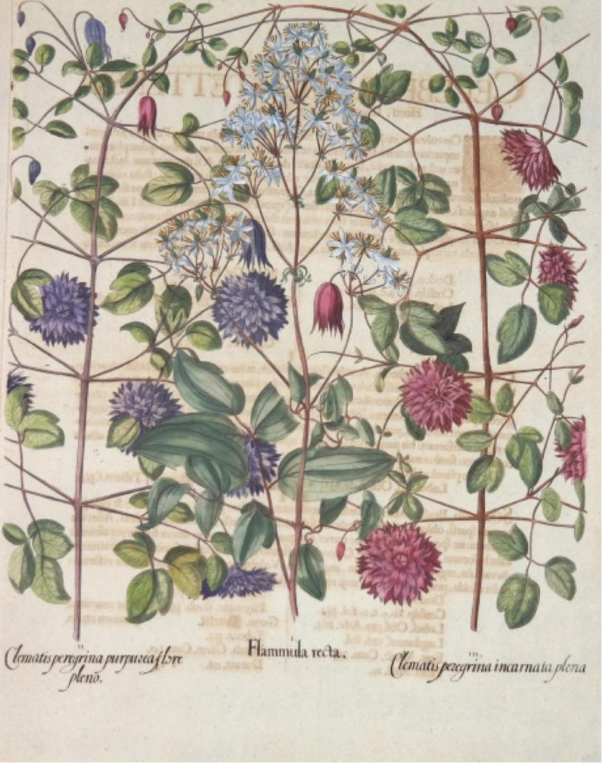 2 Besler Hand-Colored Botanical Engraving 1613-40.: Besler, Basilius (German, 1561-1629). Hand-colored floral engraving. From 'Hortus Eystettensis.' Nuremberg and Eichstatt: 1613, 1640. ++ Flammula recta; Clematis peregrina purpurea flore pleno; Clemat