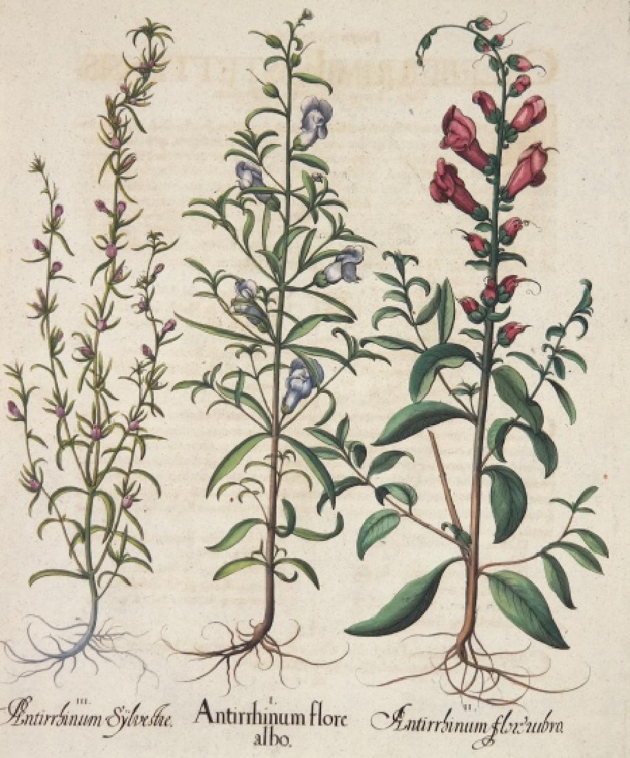 Besler. Hand-Colored Botanical Engraving. 1613-40.: Besler, Basilius (German, 1561-1629). Hand-colored floral engraving. From 'Hortus Eystettensis.' Nuremberg and Eichstatt: 1613, 1640. ++ Antirrhinum flore albo (White snapdragon); Antirrhinum flore ru