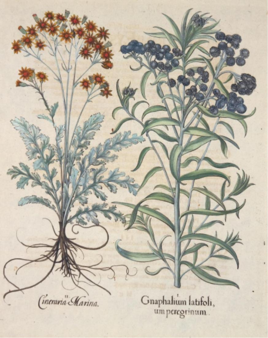 Besler. Hand Colored Botanical Engraving. 1613-40.: Besler, Basilius (German, 1561-1629). Hand-colored floral engraving. From 'Hortus Eystettensis.' Nuremberg and Eichstatt: 1613, 1640. Gnaphalium latifolium peregrinum (Pearly Everlasting); Cineraris M