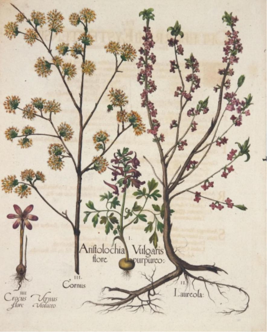Besler. Hand Colored Botanical Engraving. 1613-40.: Besler, Basilius (German, 1561-1629). Hand-colored floral engraving. From 'Hortus Eystettensis.' Nuremberg and Eichstatt: 1613, 1640. Aristolochia Vulgaris flore purpureo (Fumewort); Laureola (Mezereo