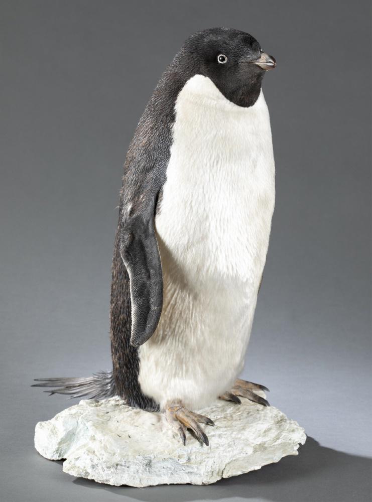 Adelie penguin, full body mount.: An Adelie penguin (Pygoscelis adeliae) full body mount. Penguin, with flippers by sides, standing on a painted composite ice block. 20" x 14" x 15"._x000D_ Provenance: From the collection of Peter F.