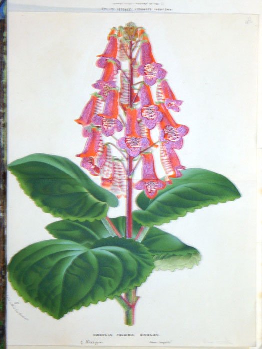 31 handcol. engravings: CURTIS BOTANICAL MAGAZINE - 10