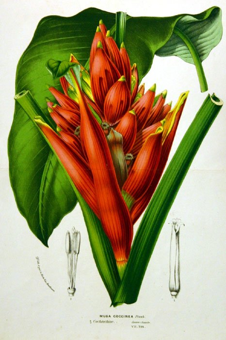 31 handcol. engravings: CURTIS BOTANICAL MAGAZINE