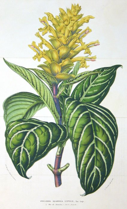 31 handcol. engravings: CURTIS BOTANICAL MAGAZINE - 2
