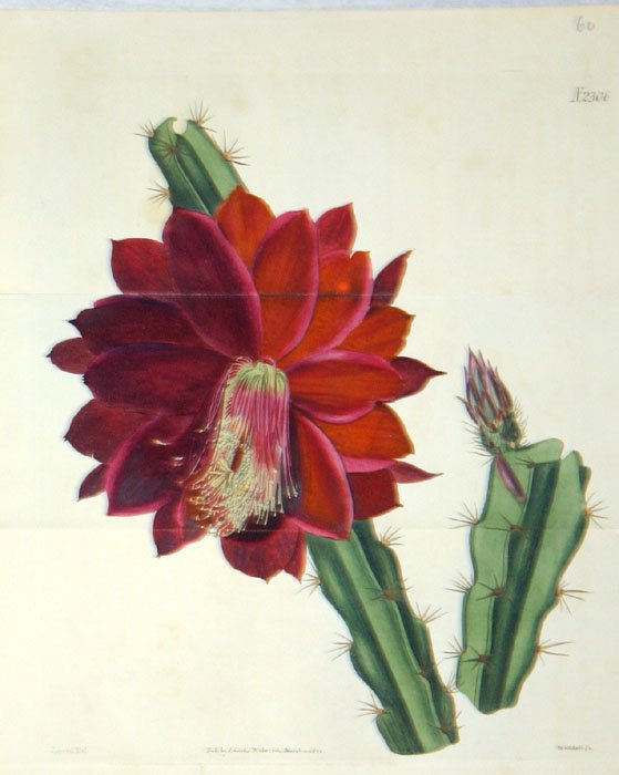 31 handcol. engravings: CURTIS BOTANICAL MAGAZINE - 3