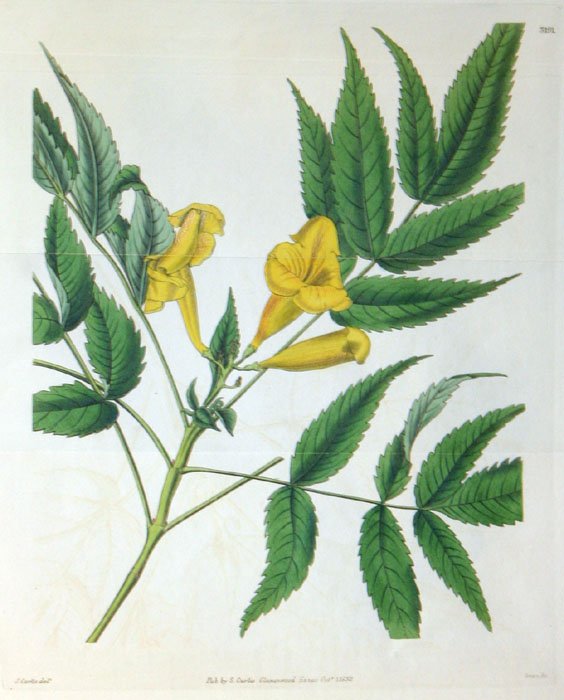31 handcol. engravings: CURTIS BOTANICAL MAGAZINE - 4