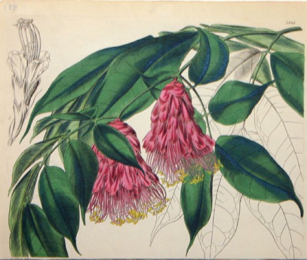 31 handcol. engravings: CURTIS BOTANICAL MAGAZINE - 5