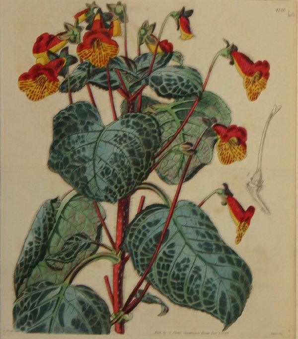 31 handcol. engravings: CURTIS BOTANICAL MAGAZINE - 6