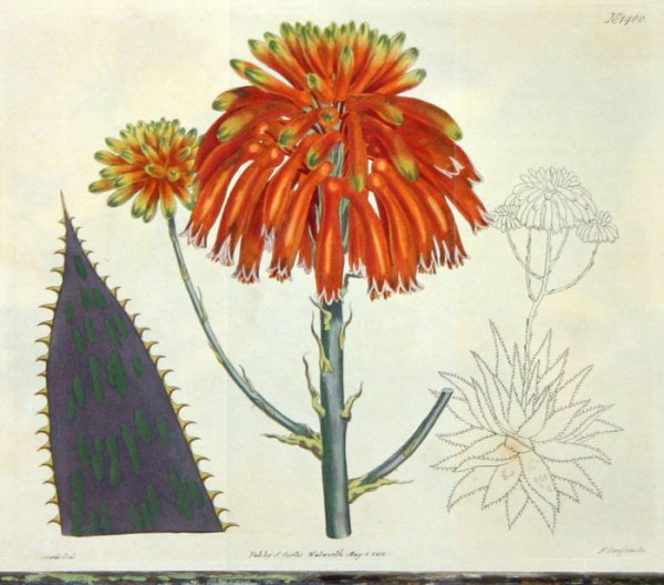 31 handcol. engravings: CURTIS BOTANICAL MAGAZINE - 7