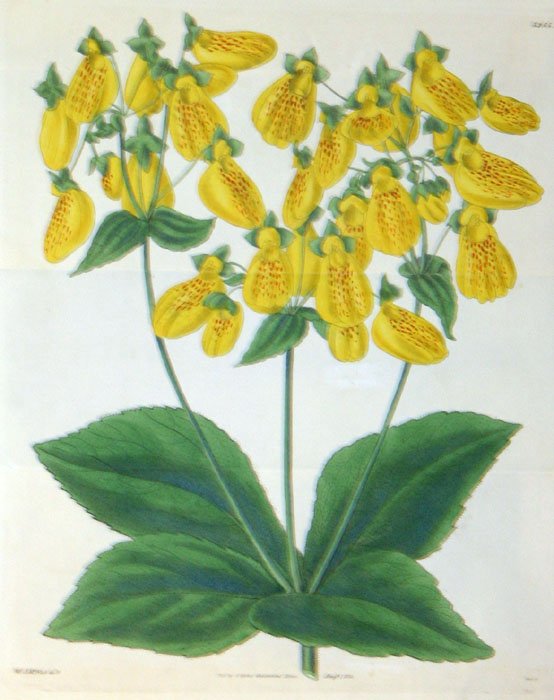 31 handcol. engravings: CURTIS BOTANICAL MAGAZINE - 8