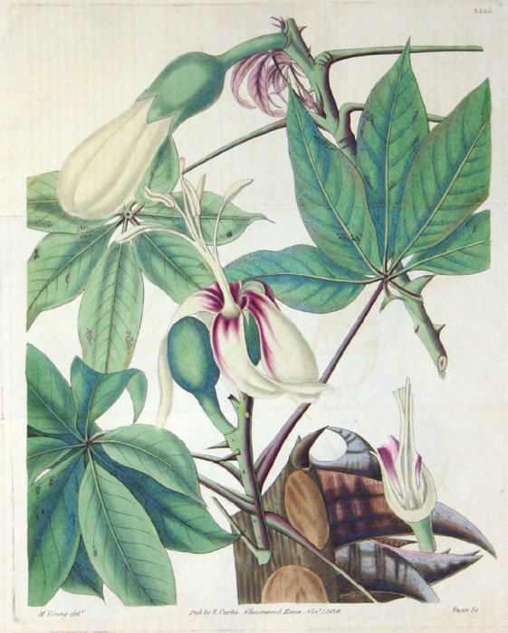 31 handcol. engravings: CURTIS BOTANICAL MAGAZINE - 9