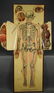 White’s Physiological Manikin. 1886. - 10