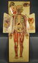 White’s Physiological Manikin. 1886. - 2
