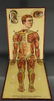 White’s Physiological Manikin. 1886. - 6