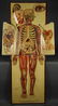 White’s Physiological Manikin. 1886. - 7