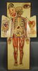 White’s Physiological Manikin. 1886. - 8