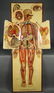 White’s Physiological Manikin. 1886. - 9