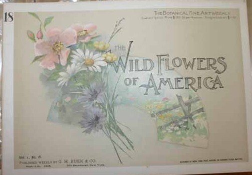 THE WILD FLOWERS OF AMERICA, ~189 botanical plate - 2