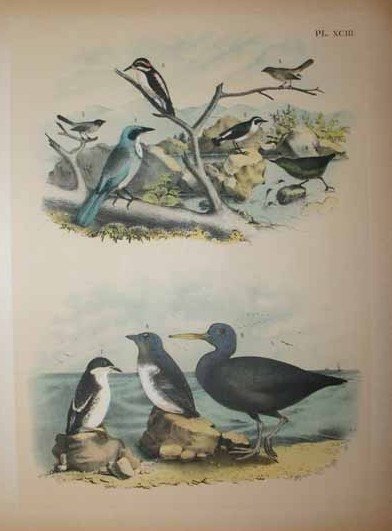69 Color prints of multiple bird species.