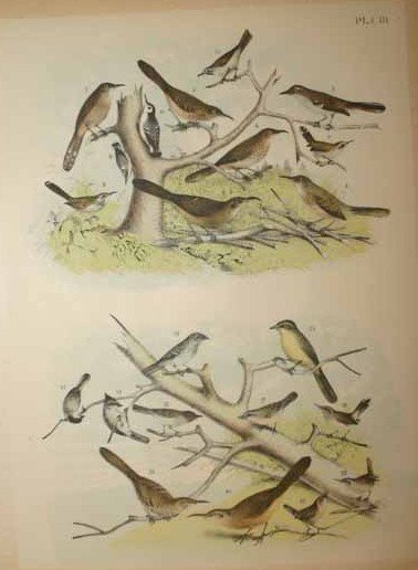 69 Color prints of multiple bird species. - 2
