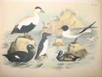 69 Color prints of multiple bird species. - 3