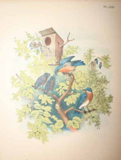 69 Color prints of multiple bird species. - 4