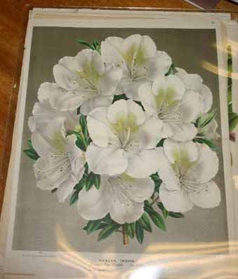 69 Color prints of multiple bird species. - 5