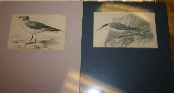 69 Color prints of multiple bird species. - 6