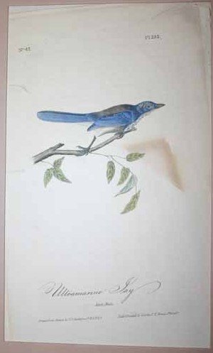 69 Color prints of multiple bird species. - 9