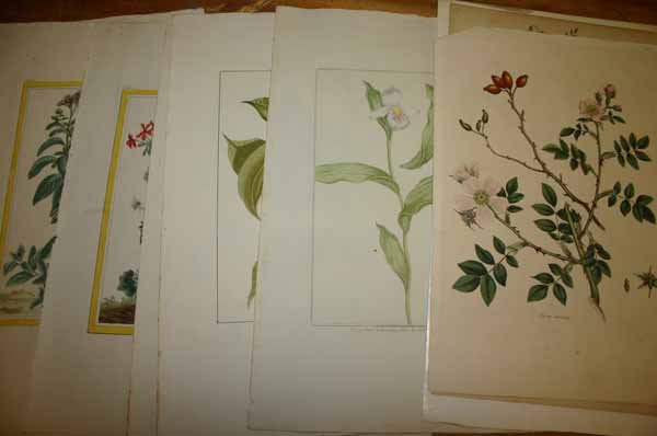 20 engravings & lithos of plants/fungi, 1681-1800