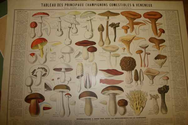2 lithos, incl. Tableau des Principaux Champignon