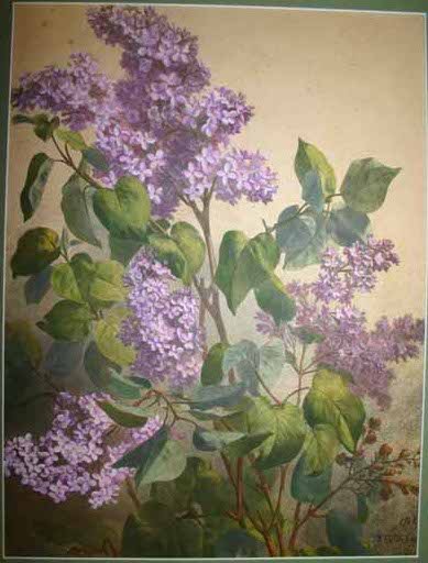 2 lithos, incl. Tableau des Principaux Champignon - 2