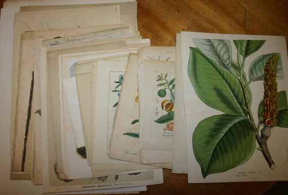 ~77 botanical prints [Ca. 1800's - early 1900's].
