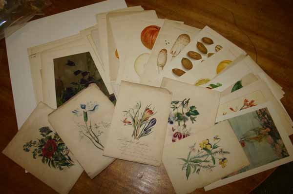 ~57 color lithographs: Fruits, flowers, etc.