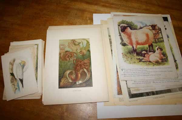 ~100 prints, mostly color lithos: Mammals, etc.