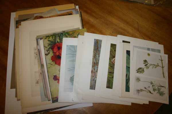 ~80 color prints of mammals & plants.