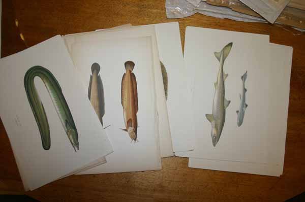 ~95 prints, mostly lithos/engravings of mammals.