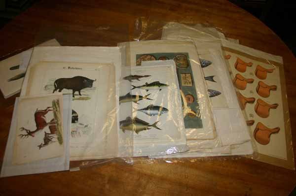 ~95 prints, mostly lithos/engravings of mammals. - 2