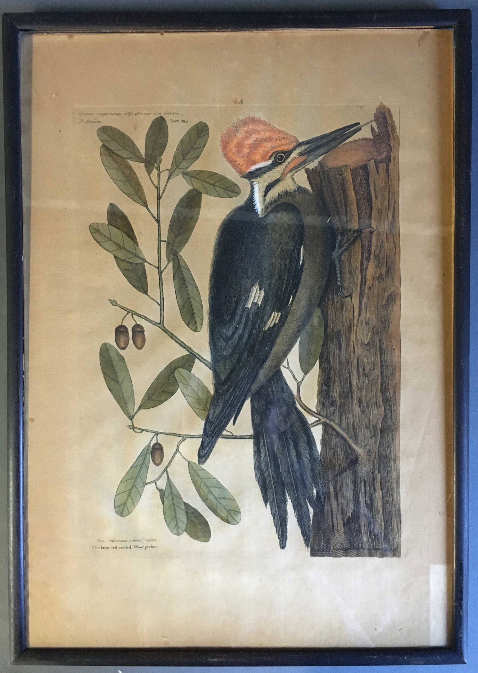 Catesby. The large red crested Woodpecker.: Mark Catesby (after). Picus maximus cresta rubra. The large red crested Woodpecker. Engraving after Catesby from an edition of "A Natural History Of Uncommon Birds, And Of Some Other Rare And Undescri