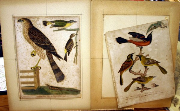 42 HC plates from AMERICAN ORNITHOLOGY, 1810-1814