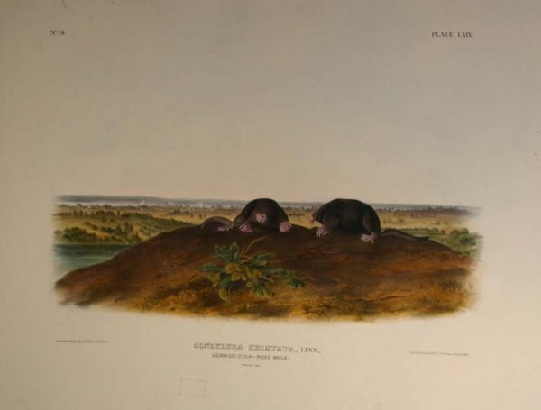 Audubon, Carolina Shrew, folio edition.