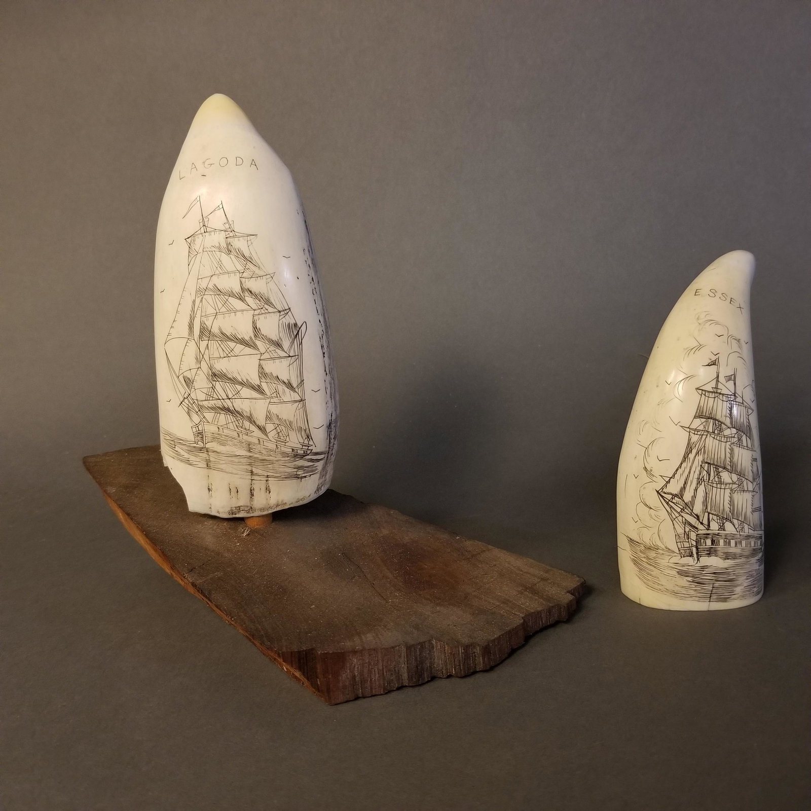 Two scrimshaw marine animal teeth.: Two scrimshaw marine animal teeth. Both have carved American whaling ships decorating them: the Essex and the Lagoda. 5 3/4" x 2 3/4" and 5" x 2". THIS LOT CONTAINS ANIMAL OR PLANT MATERIAL THAT MAY B