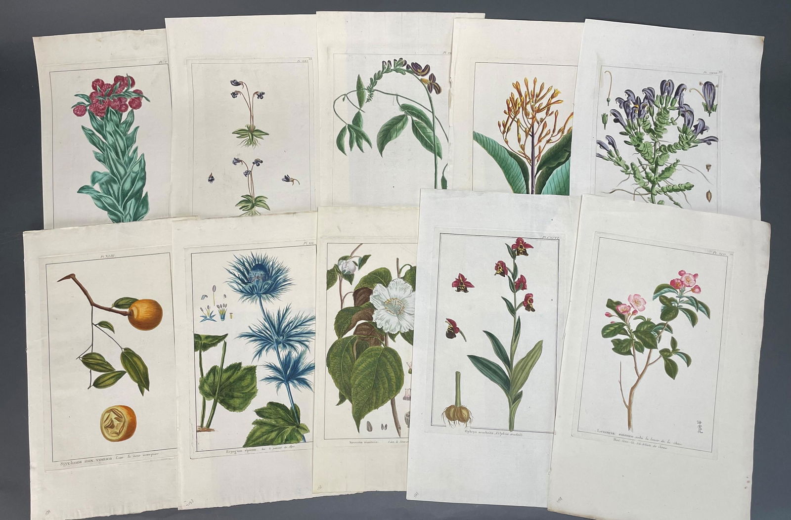 Pierre-Joseph Buc'hoz. 50 Plates Le grand... 1774. (1 of 4)