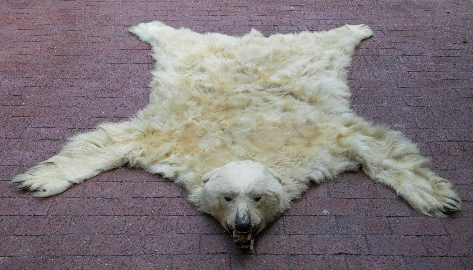 Polar bear pelt with taxidermy head.: An antique polar bear pelt rug with taxidermy head. Full pelt and head with teeth. Nose to tail: 80". Paw to paw: 74". ONLY UNITED STATES RESIDENTS MAY BID Condition: ONLY UNITED STATES RESIDENTS MAY