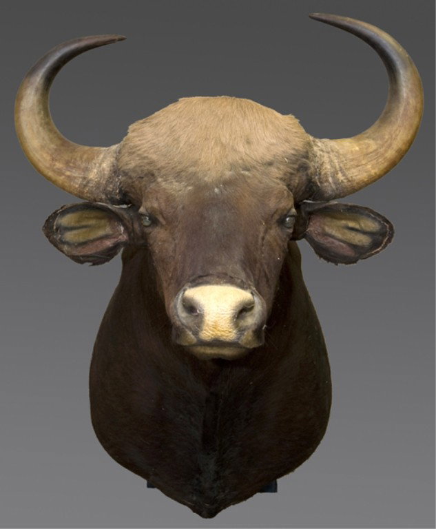 Guar or Indian bison shoulder mount.: Guar/Indian bison shoulder mount. 45"h x 36"w x 37"d Taken by Col. Robert Trotti in Mysore, India in 1969. This lot will only be sold to Virginia residents. We advise all bidders to research the laws 