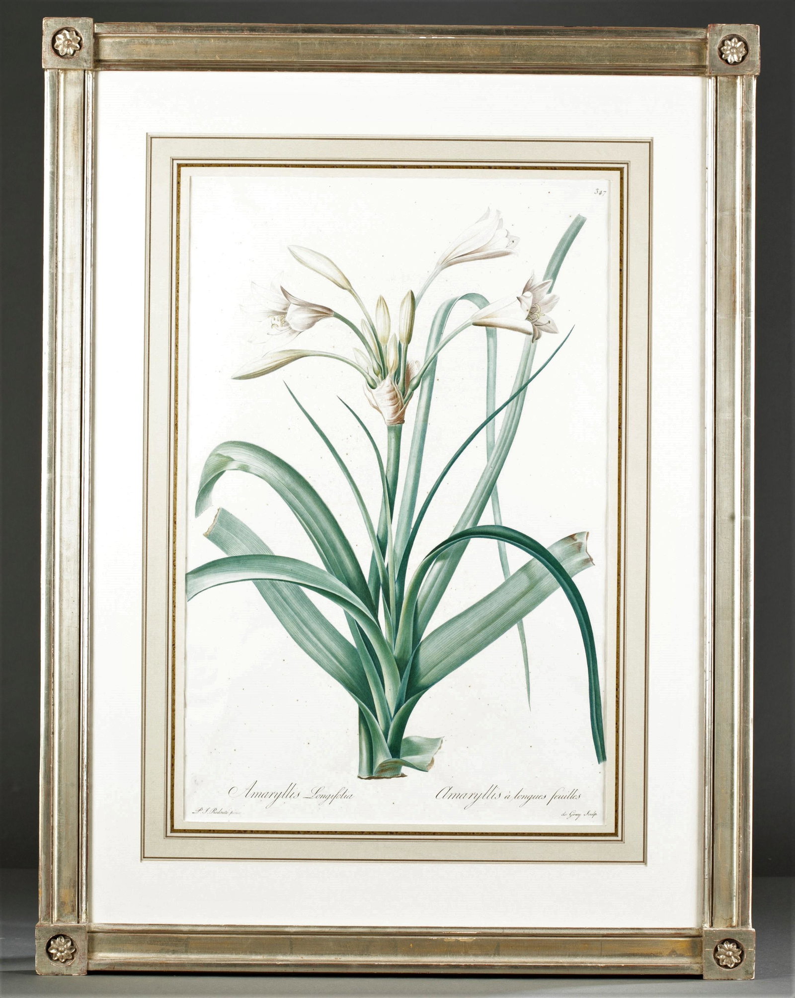 Redoute. Amaryllis Longifolia/ a Longues Feuilles.: [Botanical] Redoute, Pierre-Joseph. Amaryllis Longifolia / Amaryllis a Longues Feuilles. Plate 347. [Orange River Lily]. Hand colored stipple engraving from Redout?'s Liliacees. Paris, 1802-1816. Shee